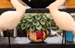 Plants Gifting ideas - Slide 2-min