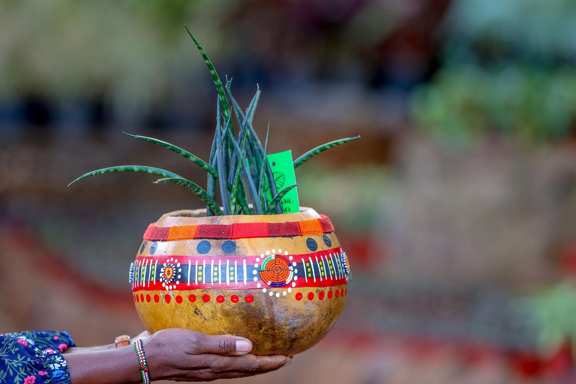 Plants Gifting ideas - Slide 3-min